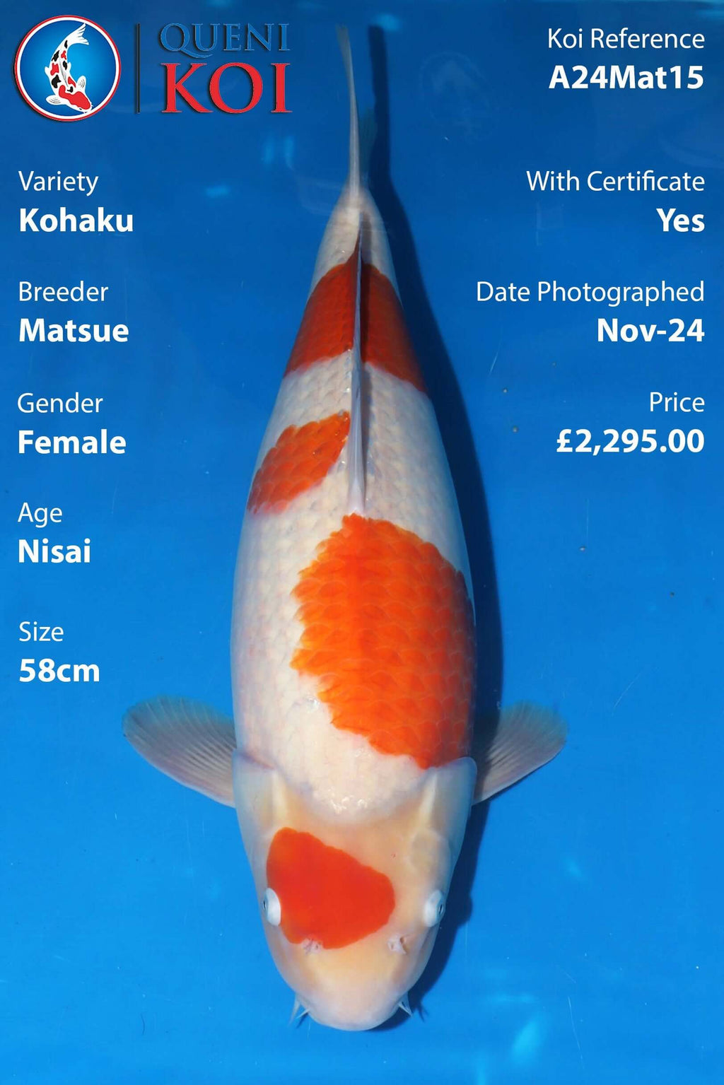 Kohaku Koi A24Mat15 female Nisai 58cm Matsue koi with certificate