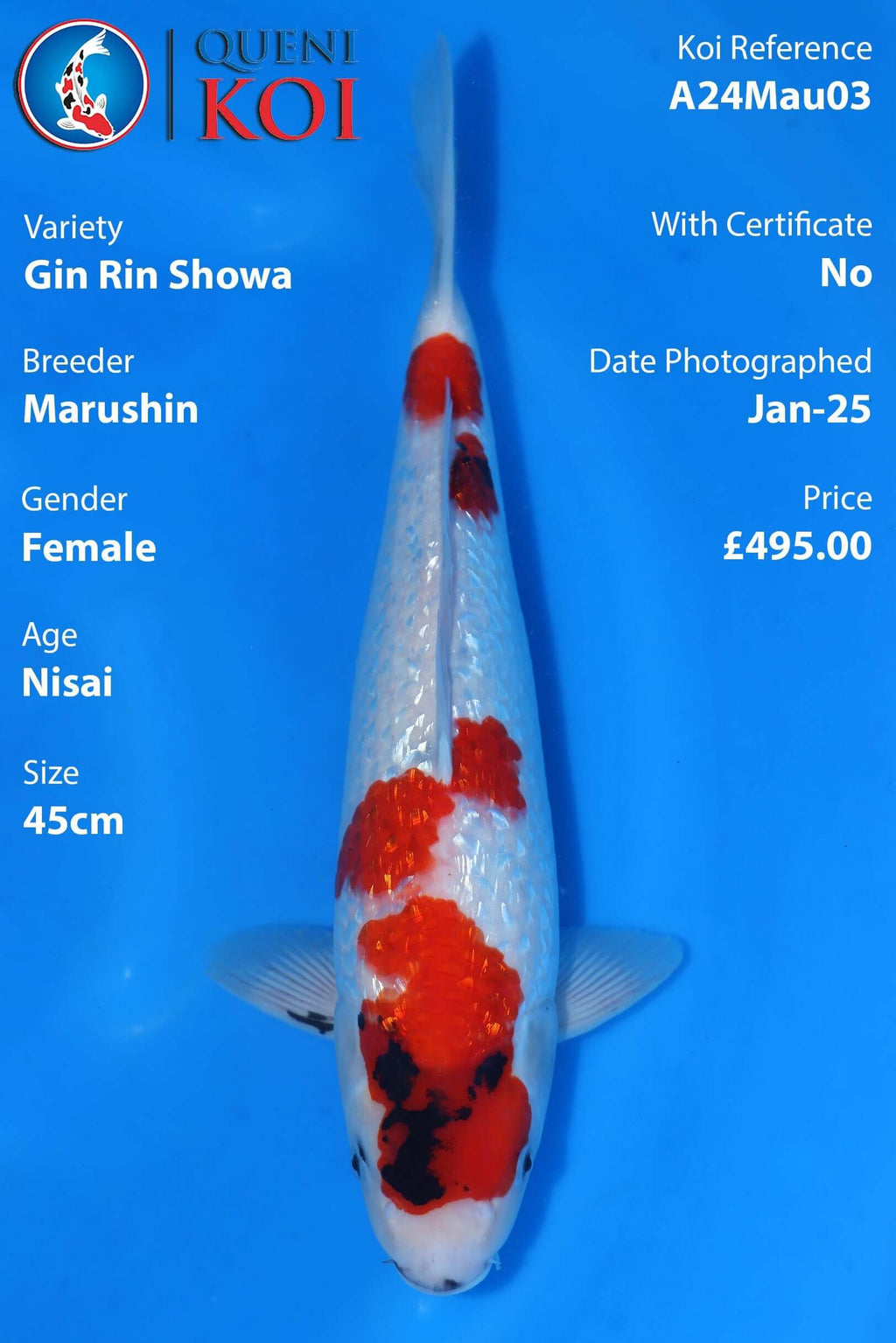 Gin Rin Showa Koi A24Mau03 female Nisai 45cm Marushin koi