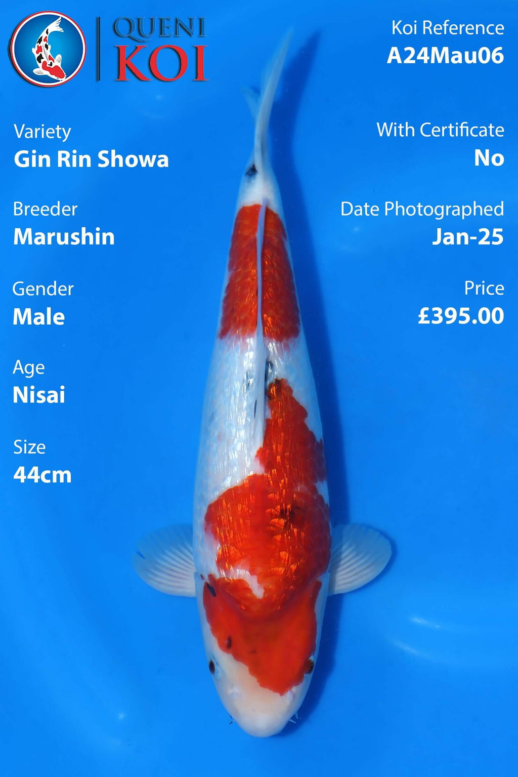 Gin Rin Showa Koi A24Mau06 male Nisai 44cm Marushin koi