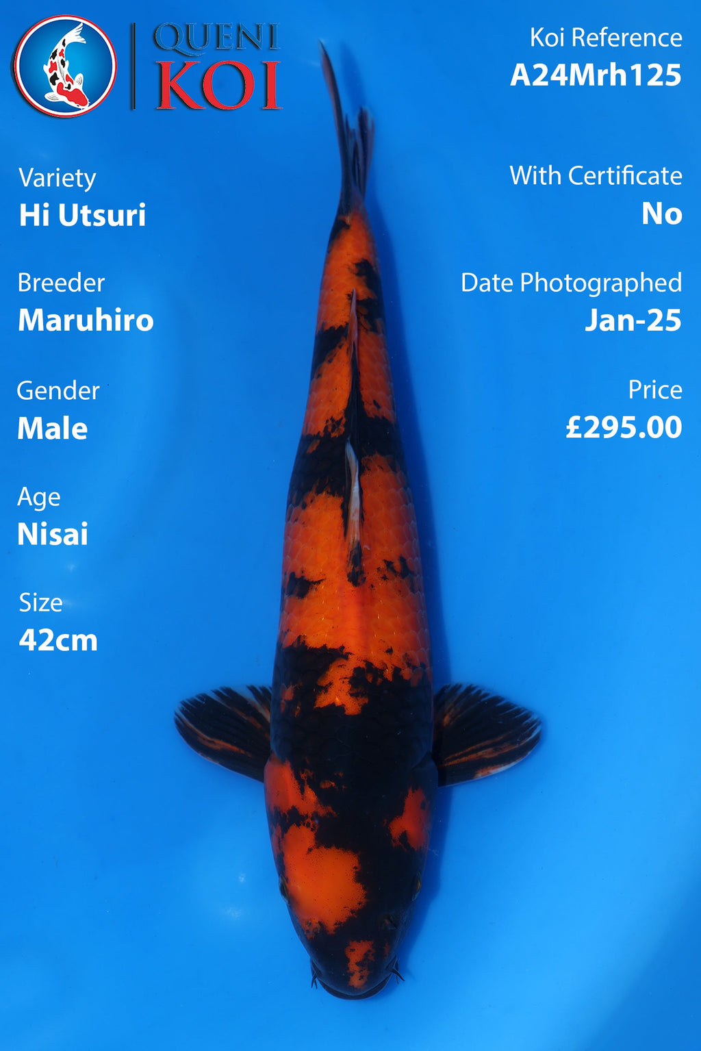 Hi Utsuri - A24Mrh125