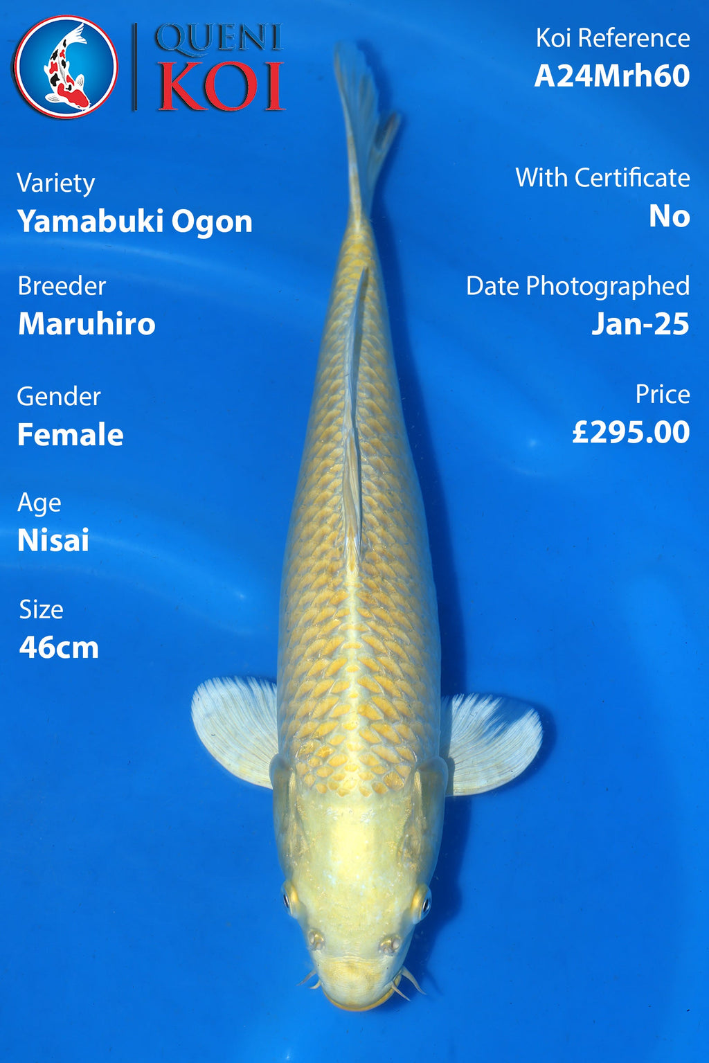 Yamabuki Ogon - A24Mrh60