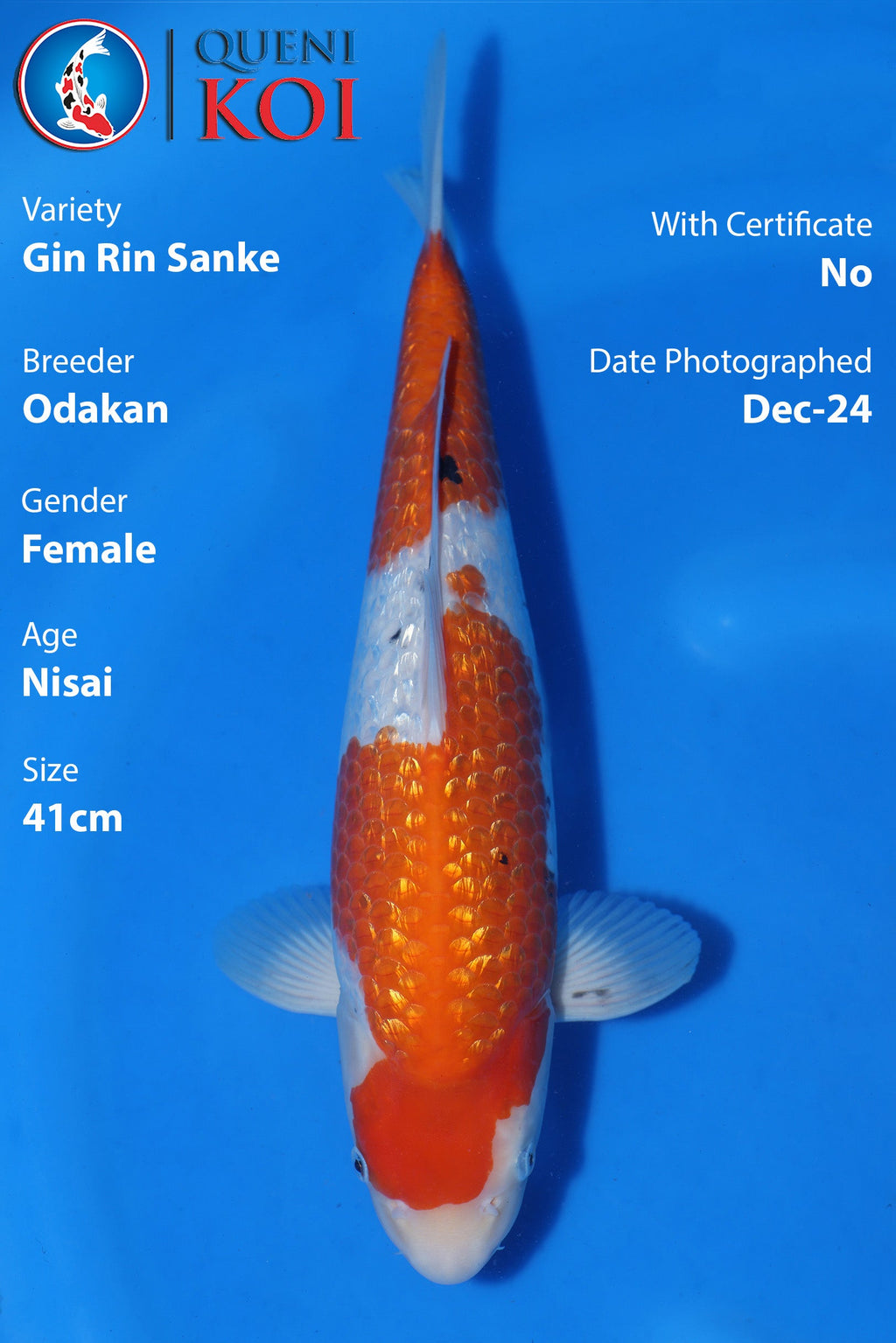 Gin Rin Sanke - A24Odk13