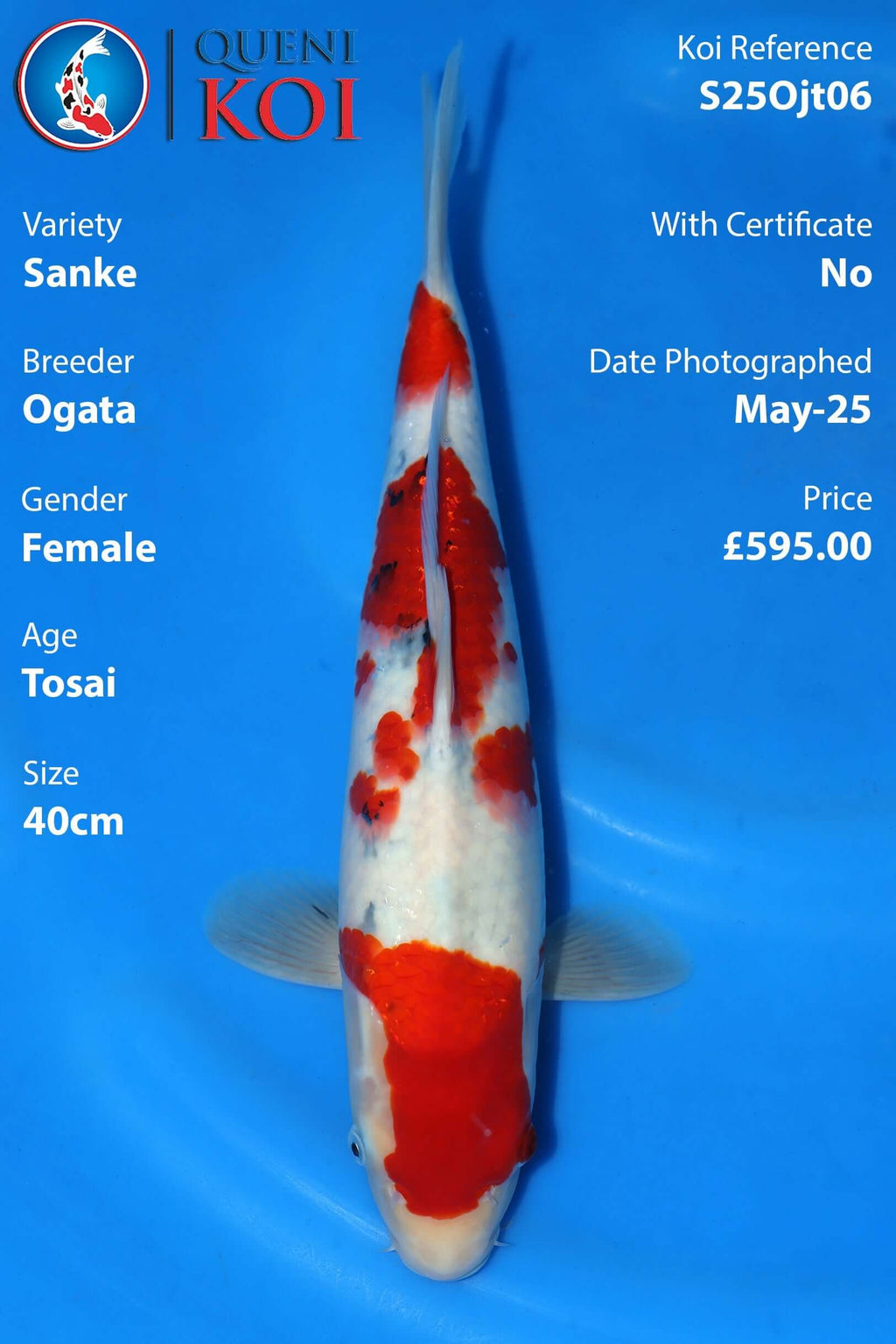 Sanke Koi S25Ojt06 Female Tosai 40cm by Ogata