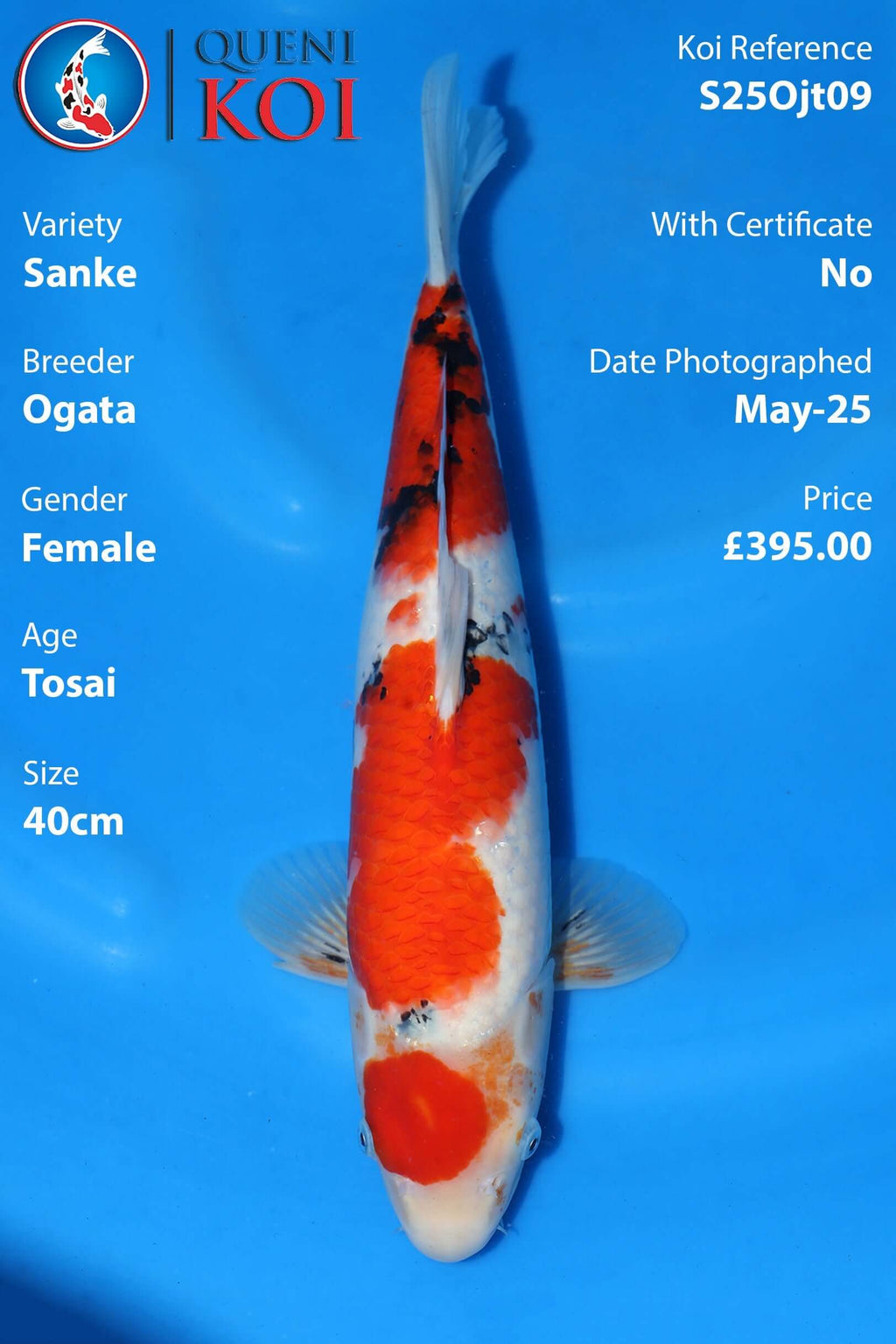 Sanke Koi S25Ojt09 Female Tosai 40cm by Ogata