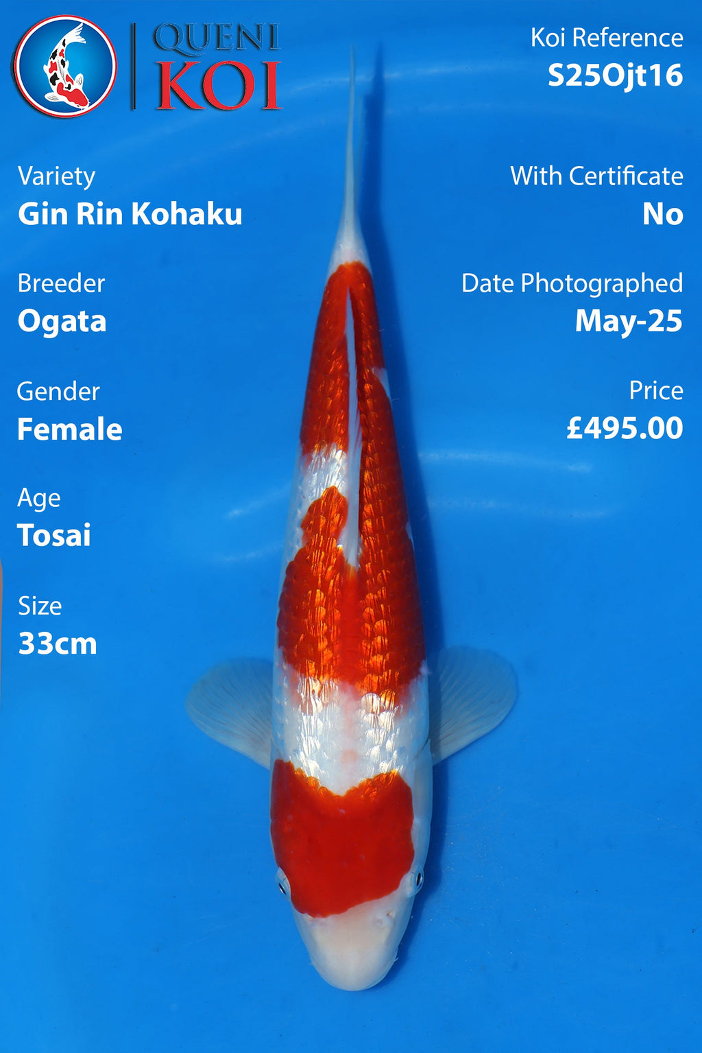 Gin Rin Kohaku - S25Ojt16