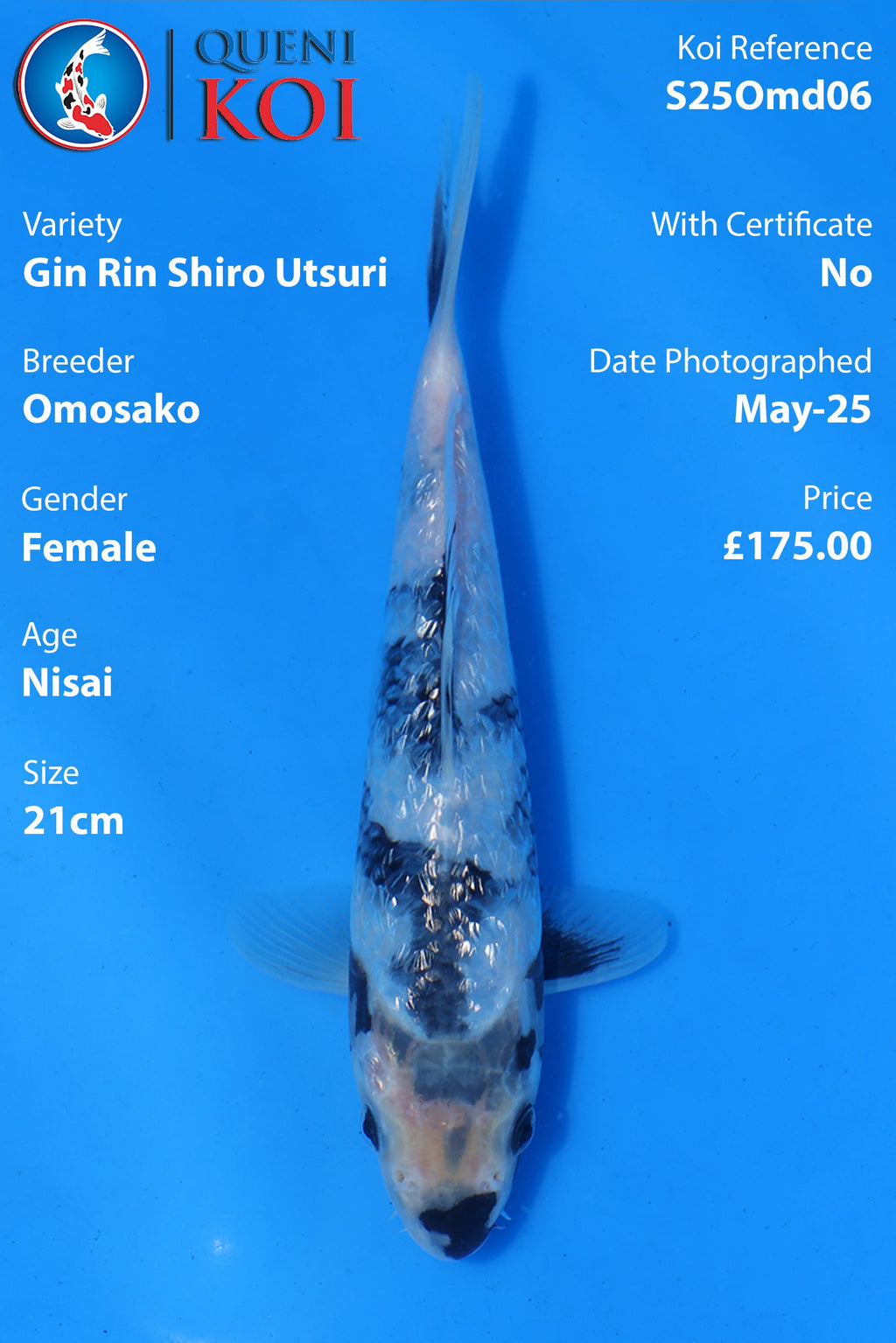 Gin Rin Shiro Utsuri - S25Omd06