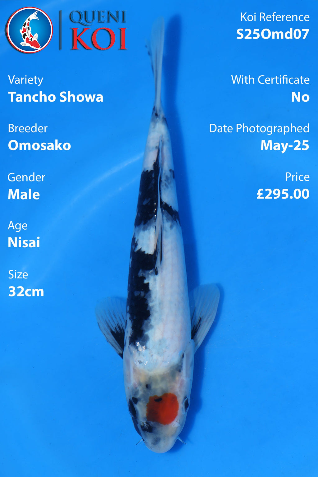 Tancho Showa - S25Omd07