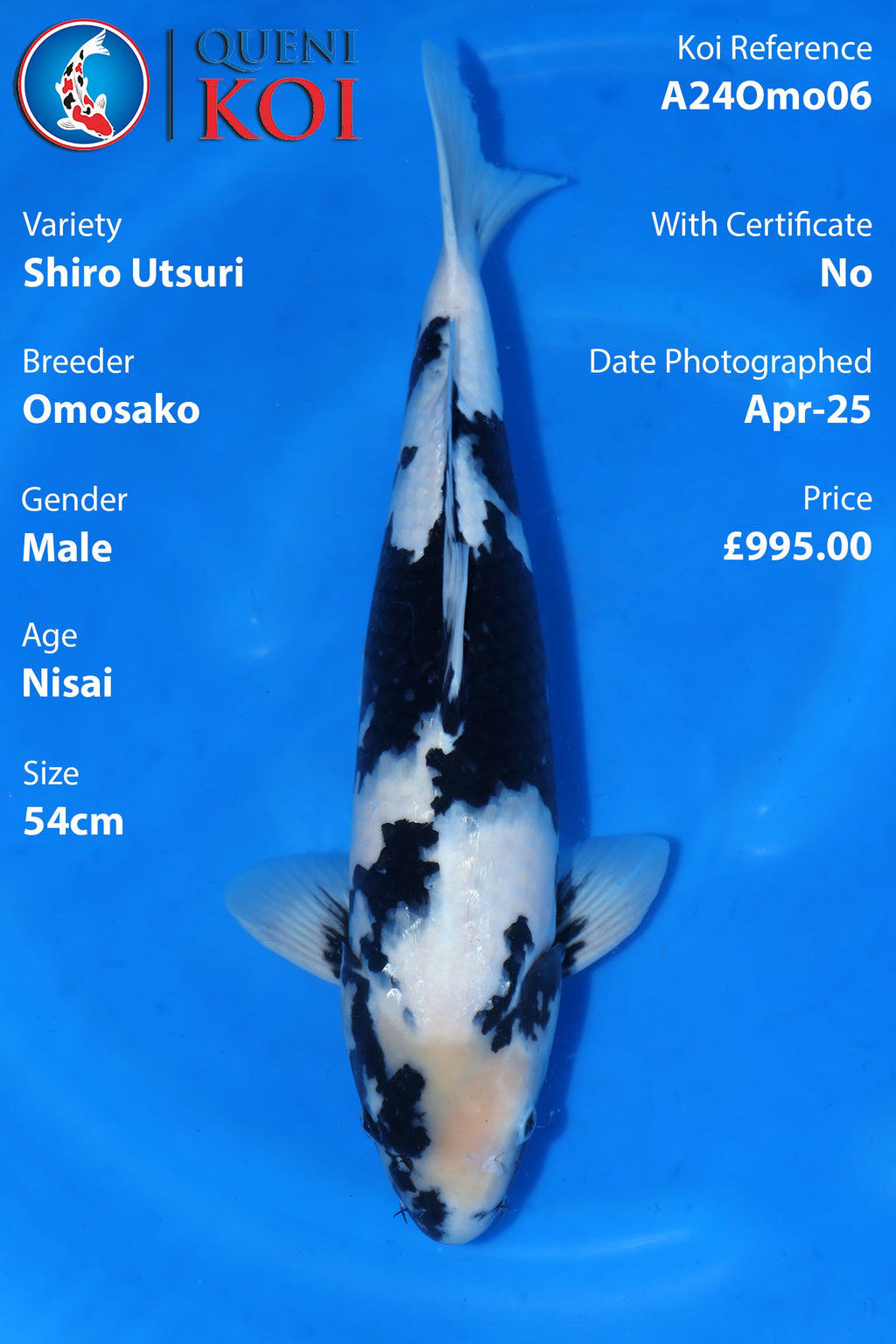 ShiroUtsuri - A24Omo06