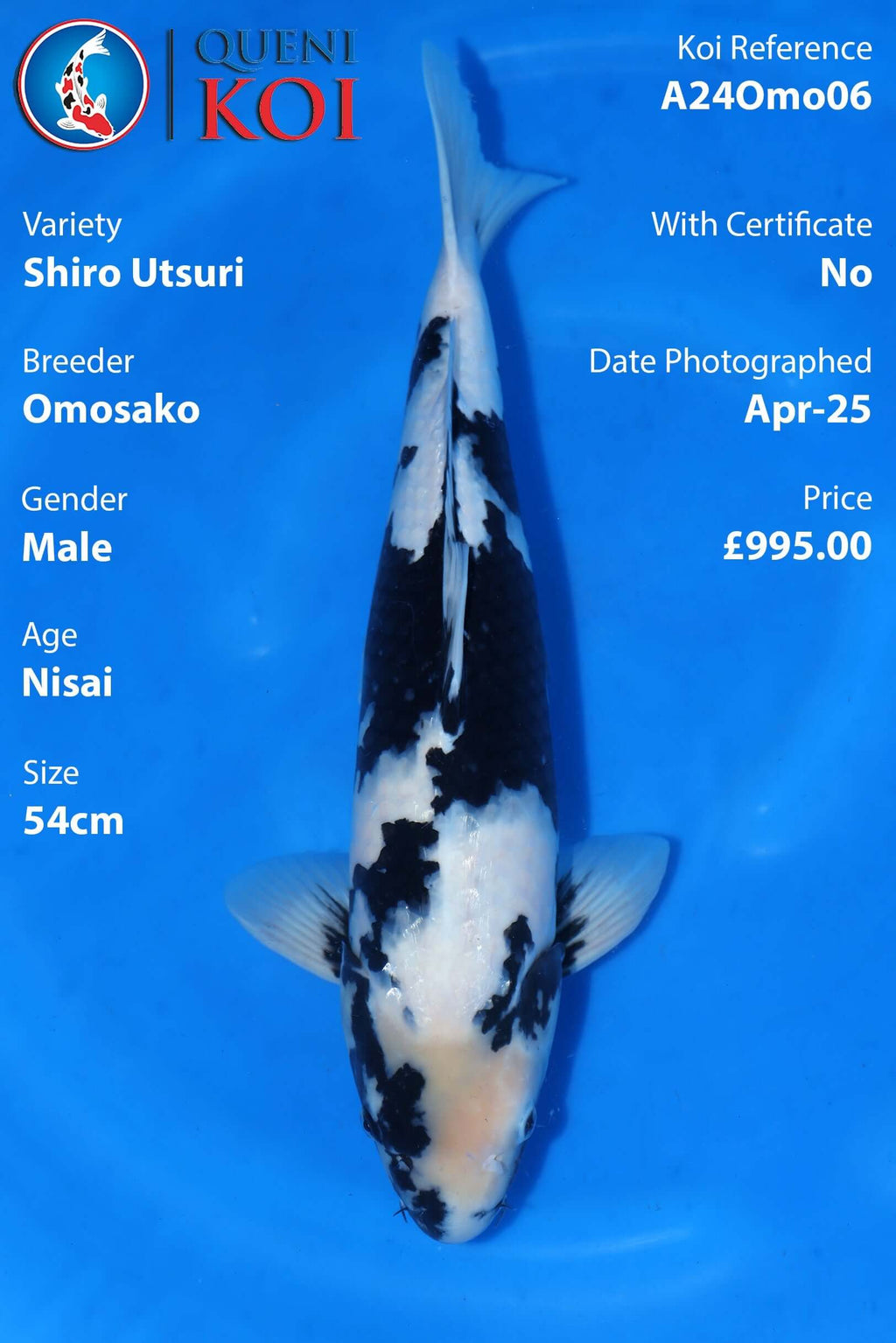 Shiro Utsuri Koi A24Omo06 male Nisai 54cm Omosako koi