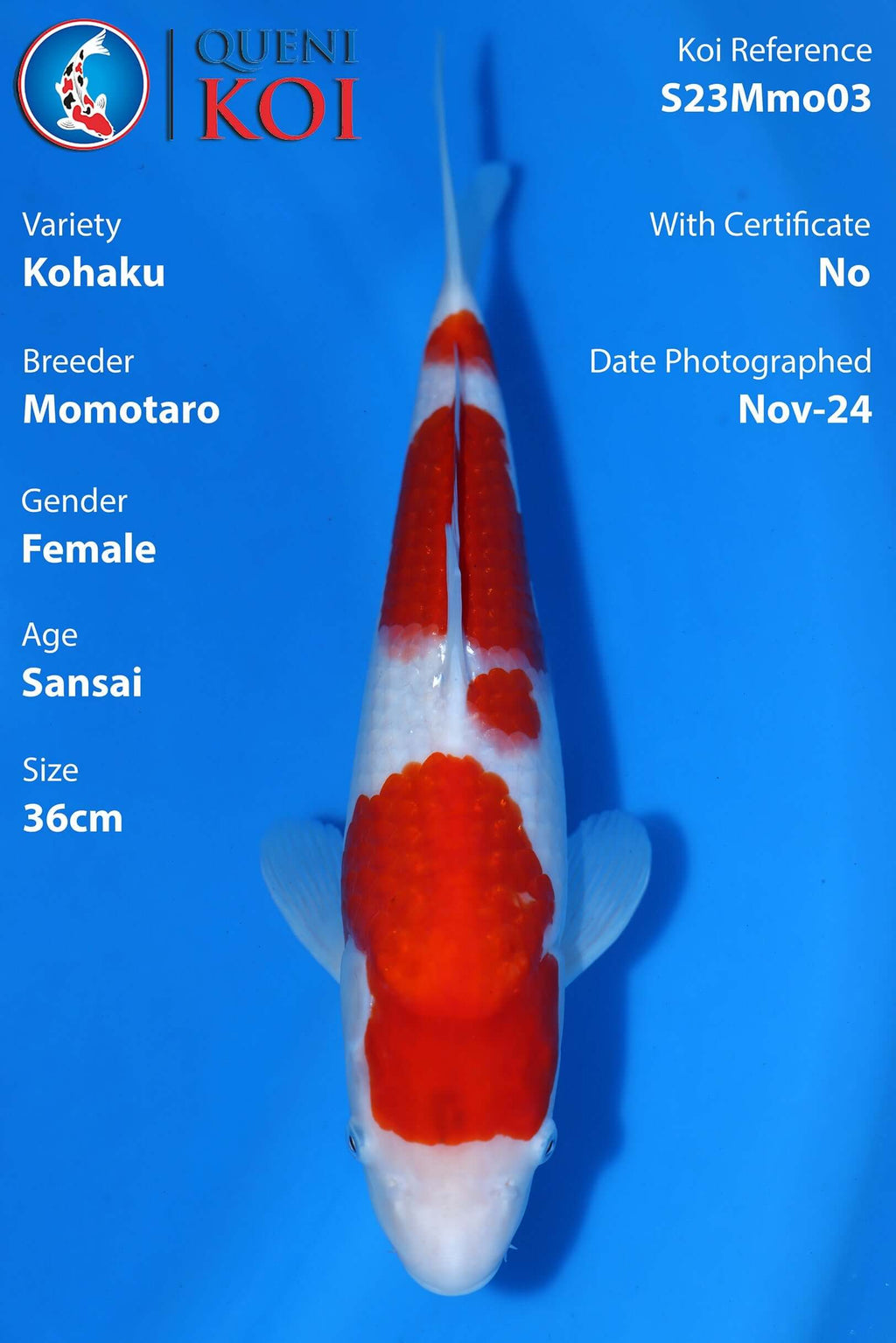 5. High-quality Kohaku Koi S23Mmo03 pattern clarity