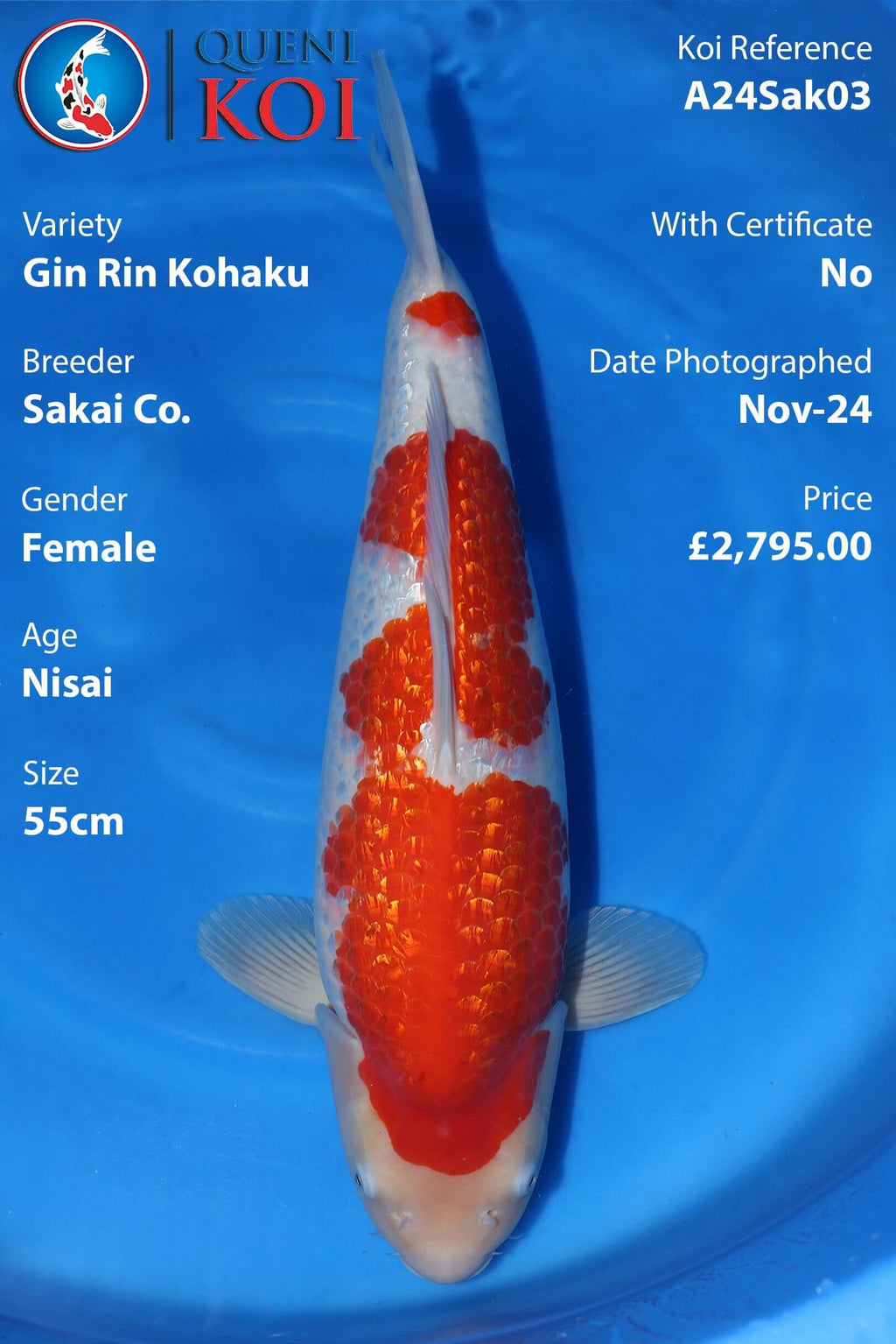 Gin Rin Kohaku Koi A24Sak03 female Nisai 55cm Sakai Co koi