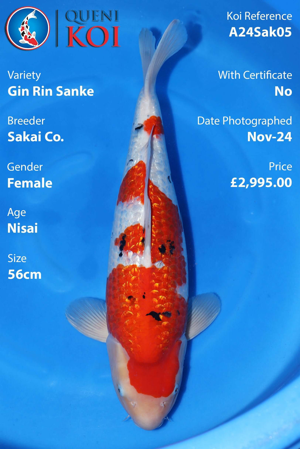 Gin Rin Sanke Koi A24Sak05 Female Nisai 56cm by Sakai Co.