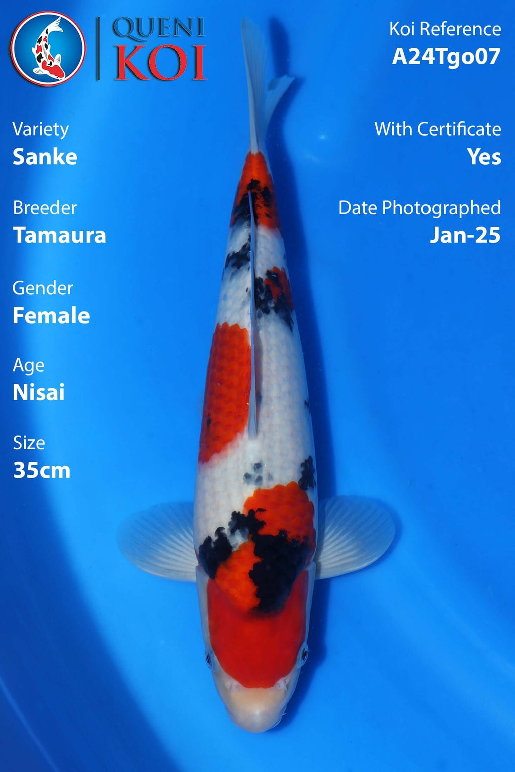 Sanke Koi A24Tgo07 female Nisai 35cm Tamaura koi with certificate