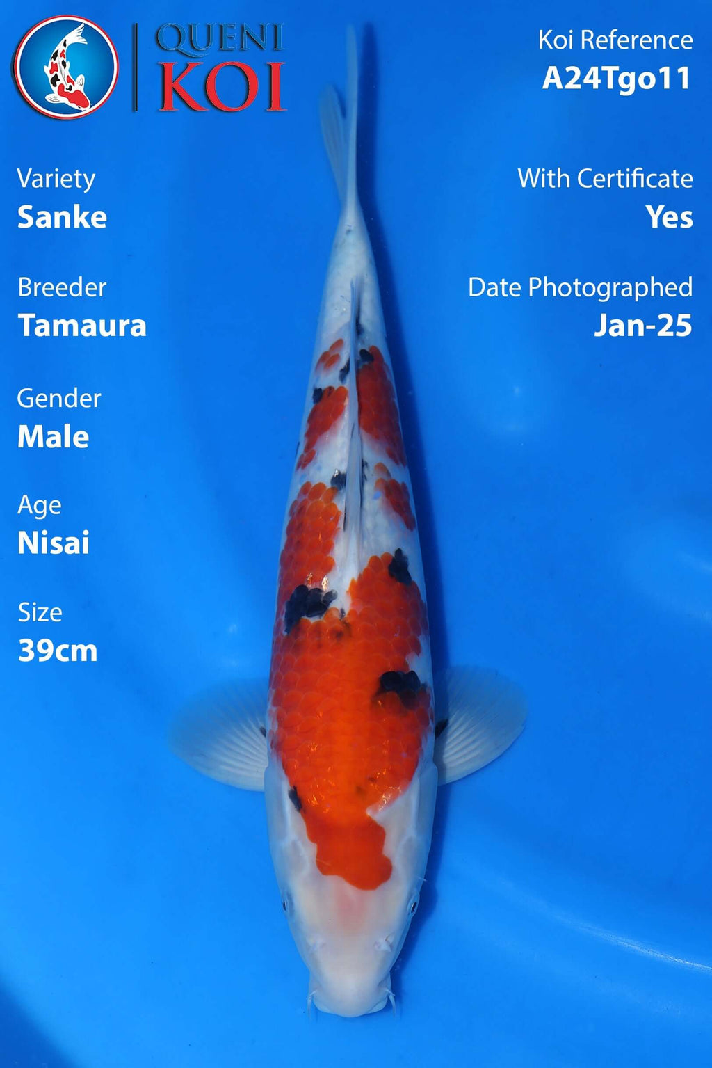Sanke Koi A24Tgo11 male Nisai 39cm Tamaura koi with certificate