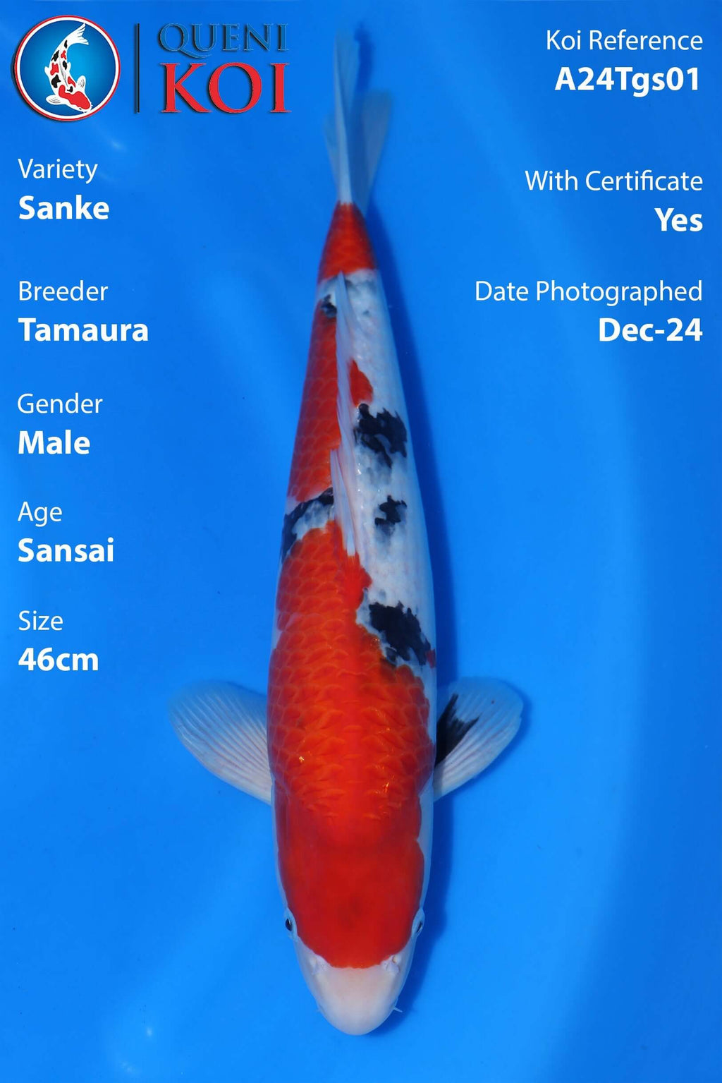 Sanke Koi A24Tgs01 male Sansai 46cm Tamaura koi with certificate