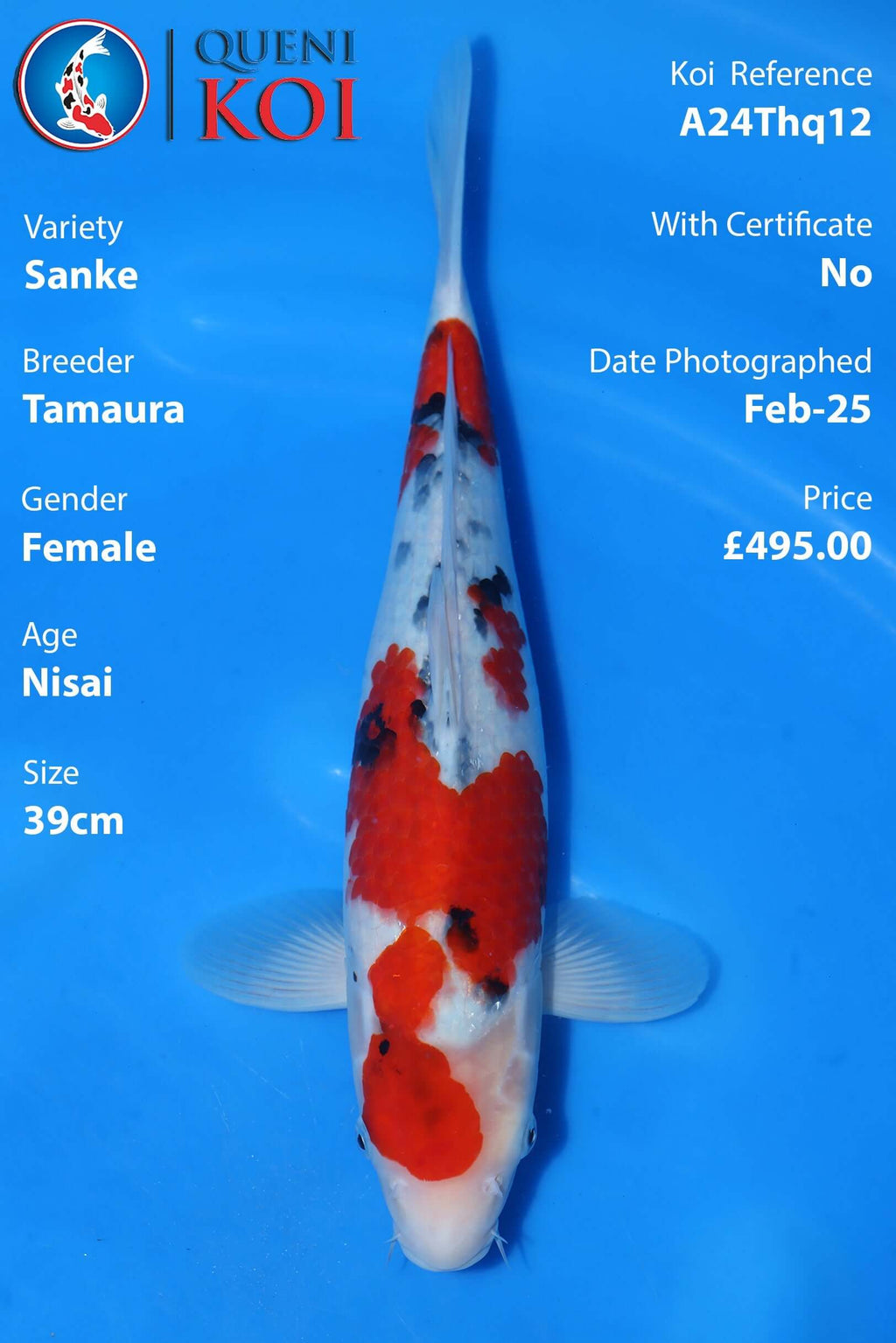 Sanke Koi A24Thq12 female Nisai 39cm koi