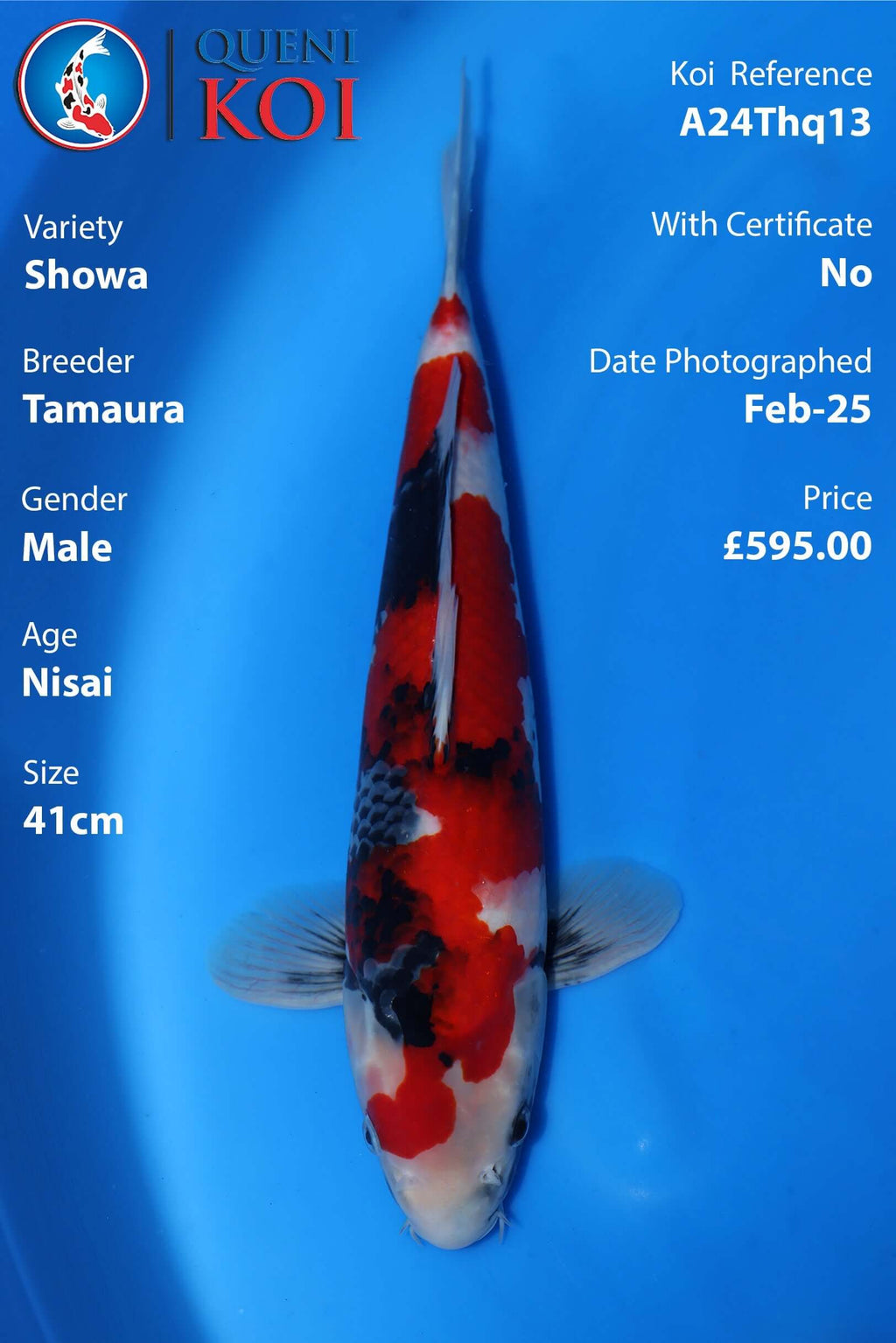 Showa Koi A24Thq13 male Nisai 41cm koi