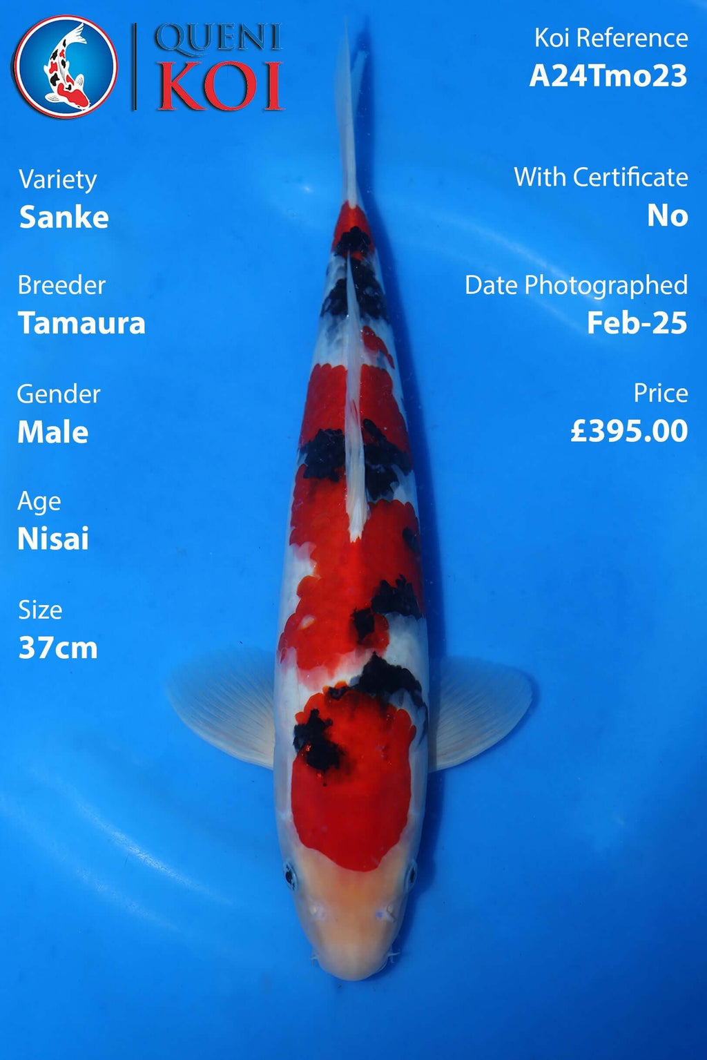 Sanke Koi A24Tmo23 male Nisai 37cm koi