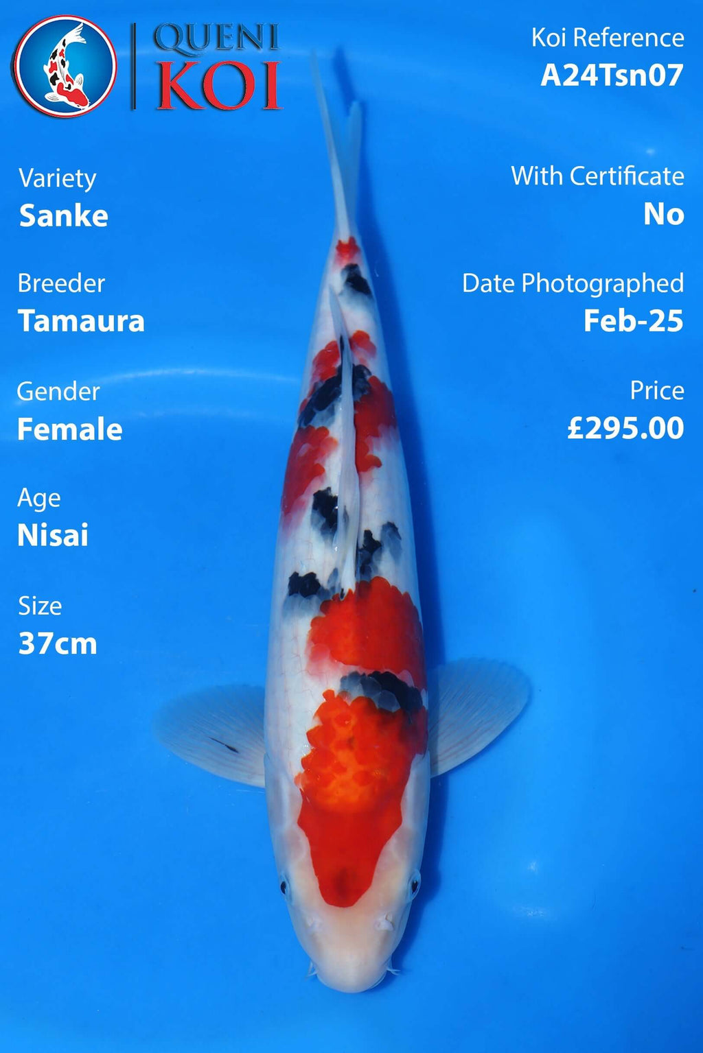 Sanke Koi A24Tsn07 female Nisai 37cm koi