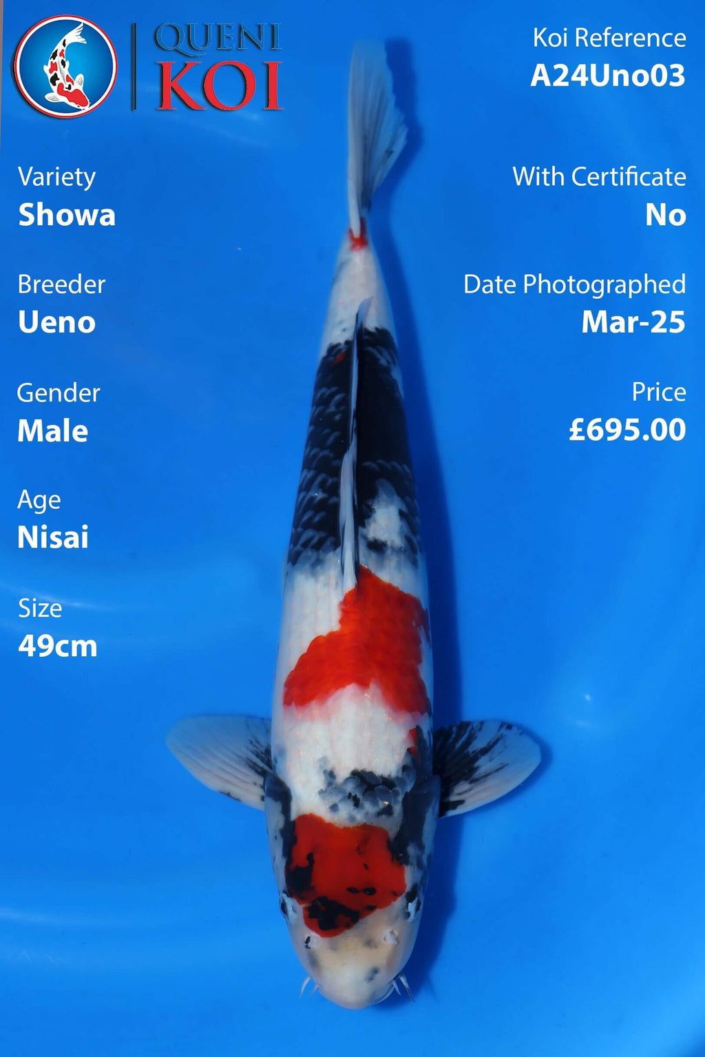 Showa Koi A24Uno03 male Nisai 49cm koi