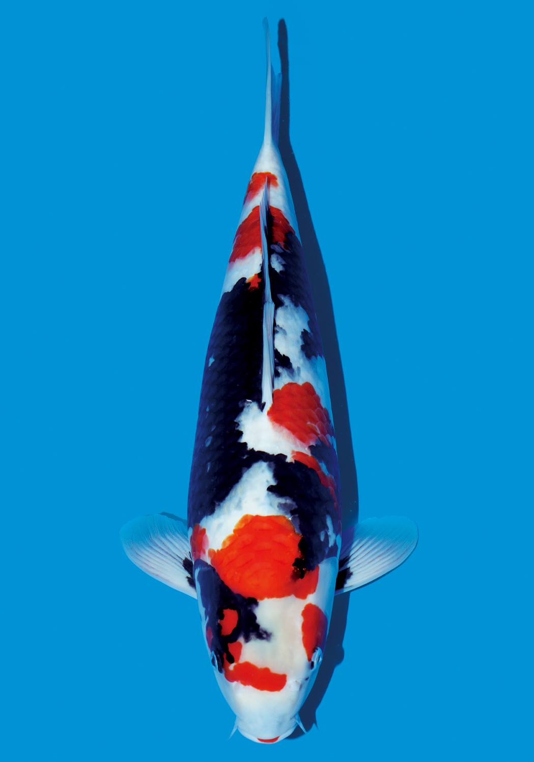 12304289_815751938533508_7280780335496281253_o