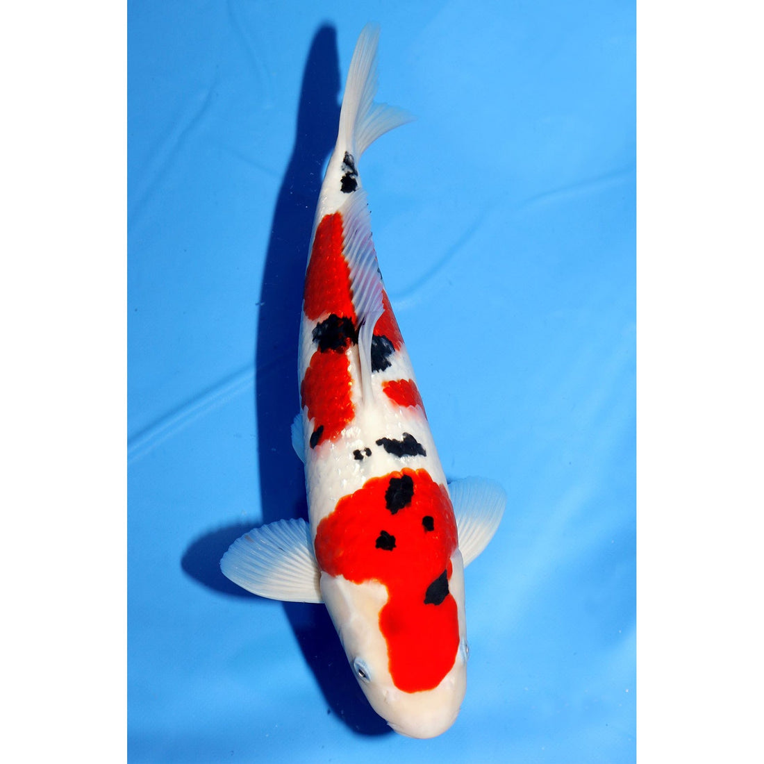 13198468_1718237075083237_8292376004764217413_o-copy