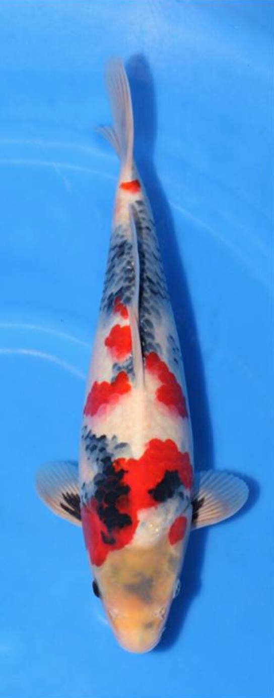 15591333_10153892228611307_2145702649646683808_o