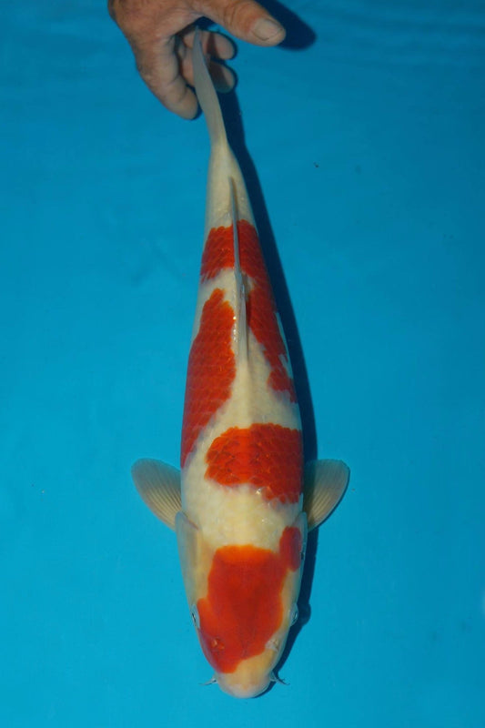 15895538_10153964063386307_2261164292768879395_o