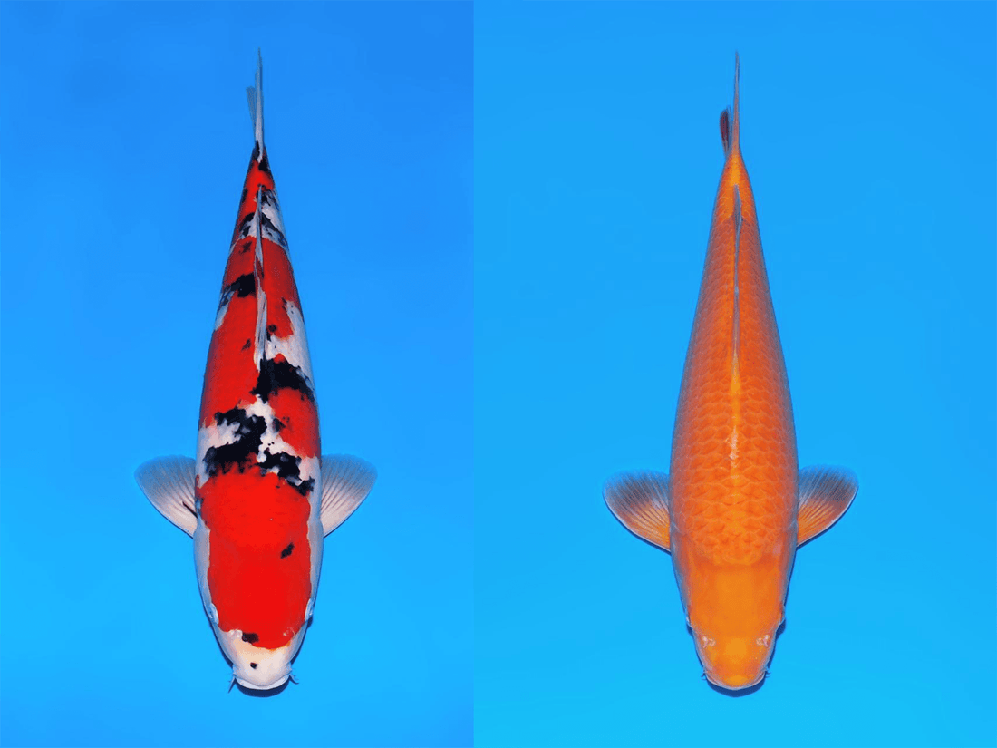 Jumbo Tosai Harvest - Dainichi, Sakai and Ogata