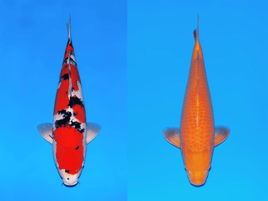 Jumbo Tosai Harvest - Dainichi, Sakai and Ogata