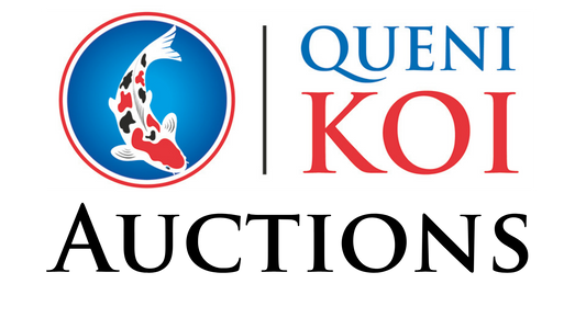 Guide to Queni Koi Auctions