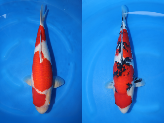 Premium Sakai Company Nisai Have Arrived at Queni Koi