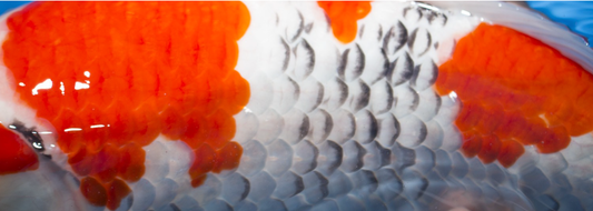 screen-shot-2017-02-01-at-17-05-35