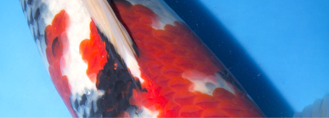 screen-shot-2017-02-01-at-17-11-42