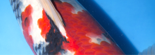 screen-shot-2017-02-01-at-17-11-42