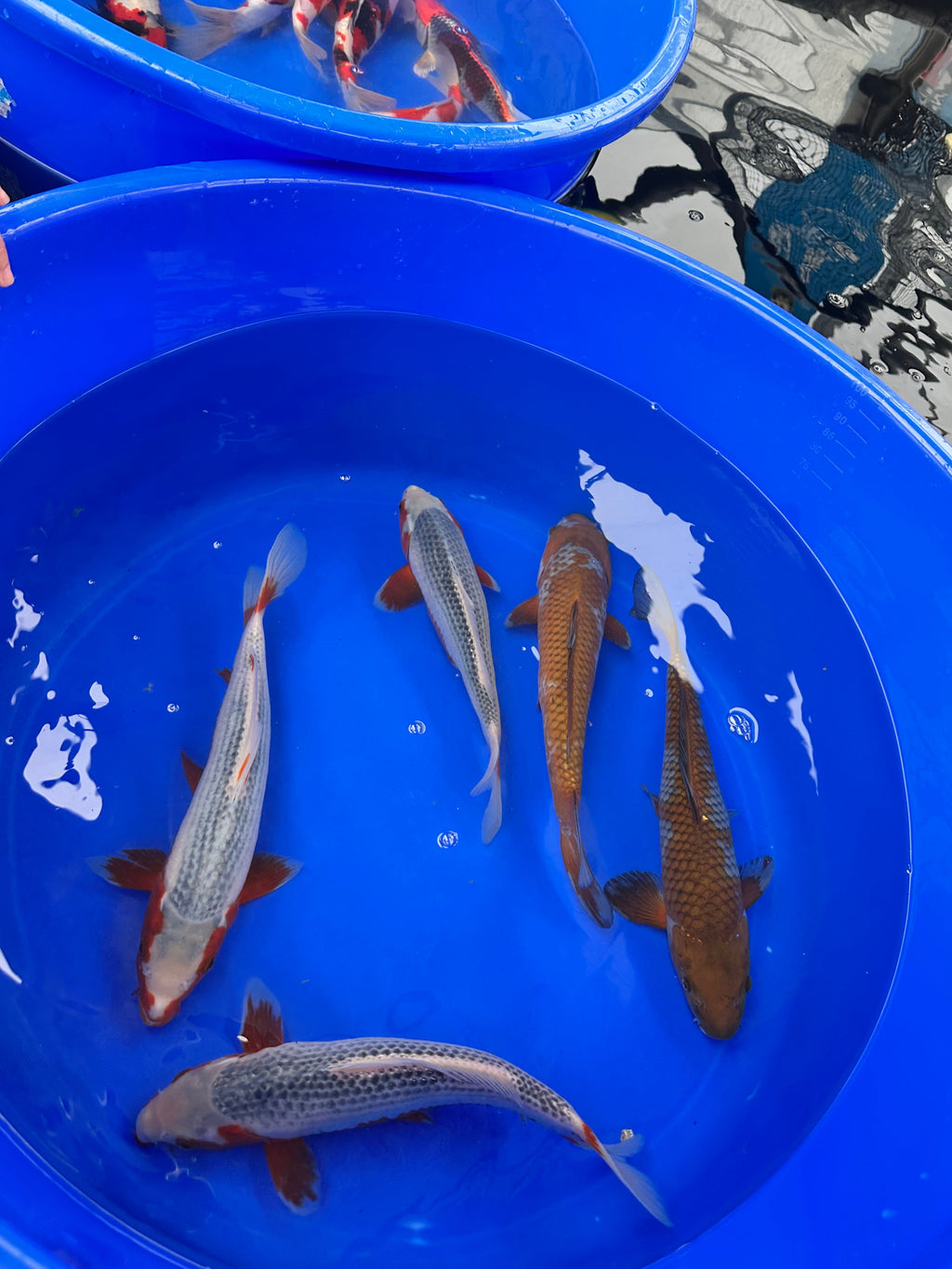 Hiroi Saito Oya Tosai Mix - S25MIX