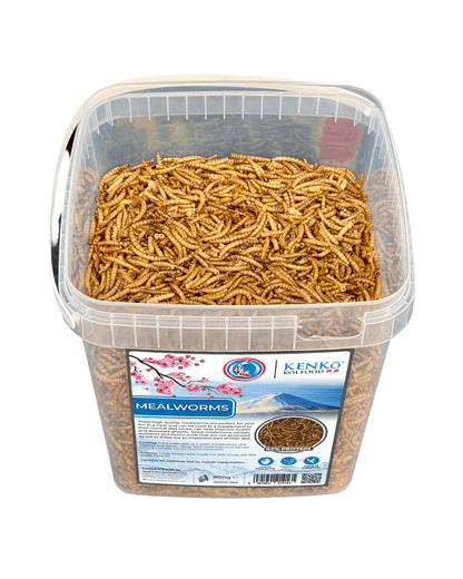 Kenko High Quality Dried Mealworms Koi Treats in a clear container, providing nutritious high-protein food for koi.
