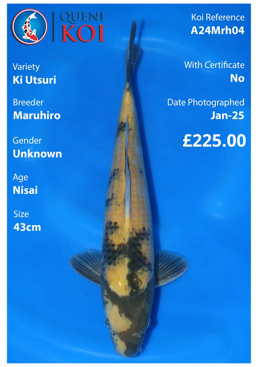 Ki Utsuri - A24Mrh04