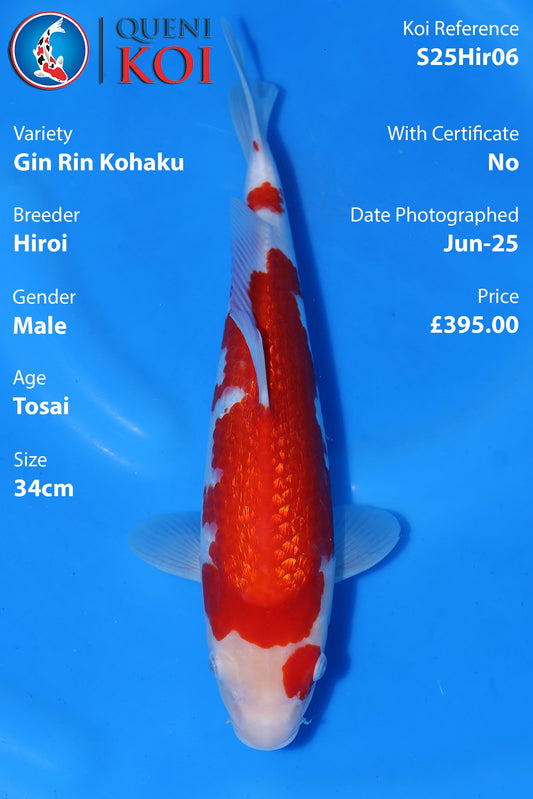 Gin Rin Kohaku -S25Hir06