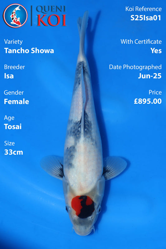 Tancho Showa - S25Isa01