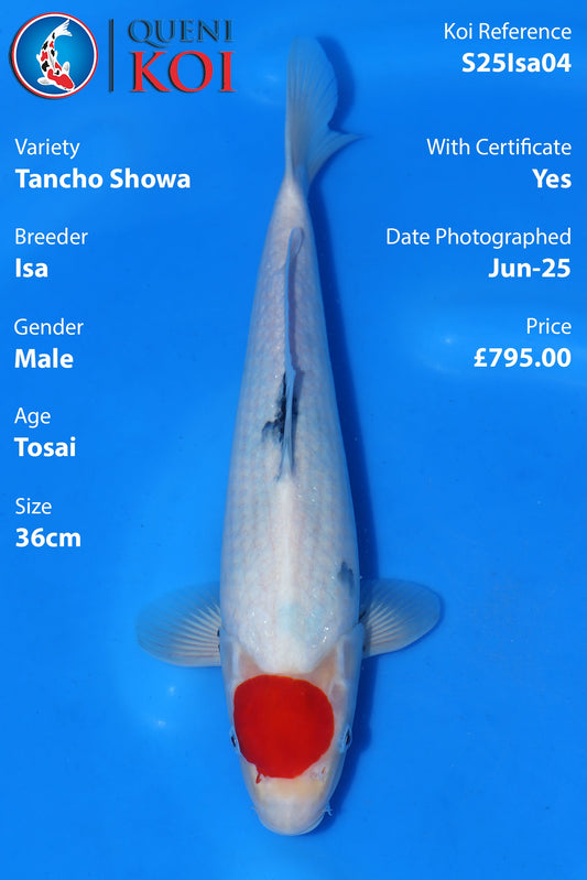 Tancho Showa - S25Isa04