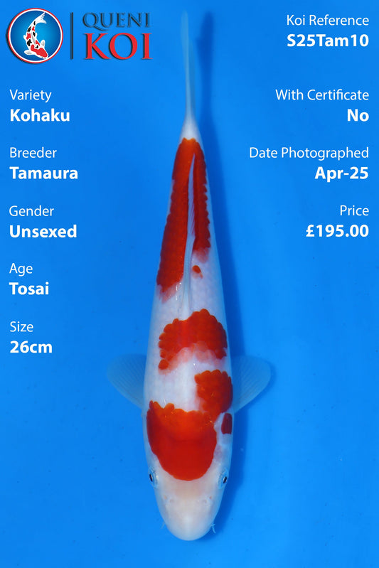 Kohaku - S25Tam10