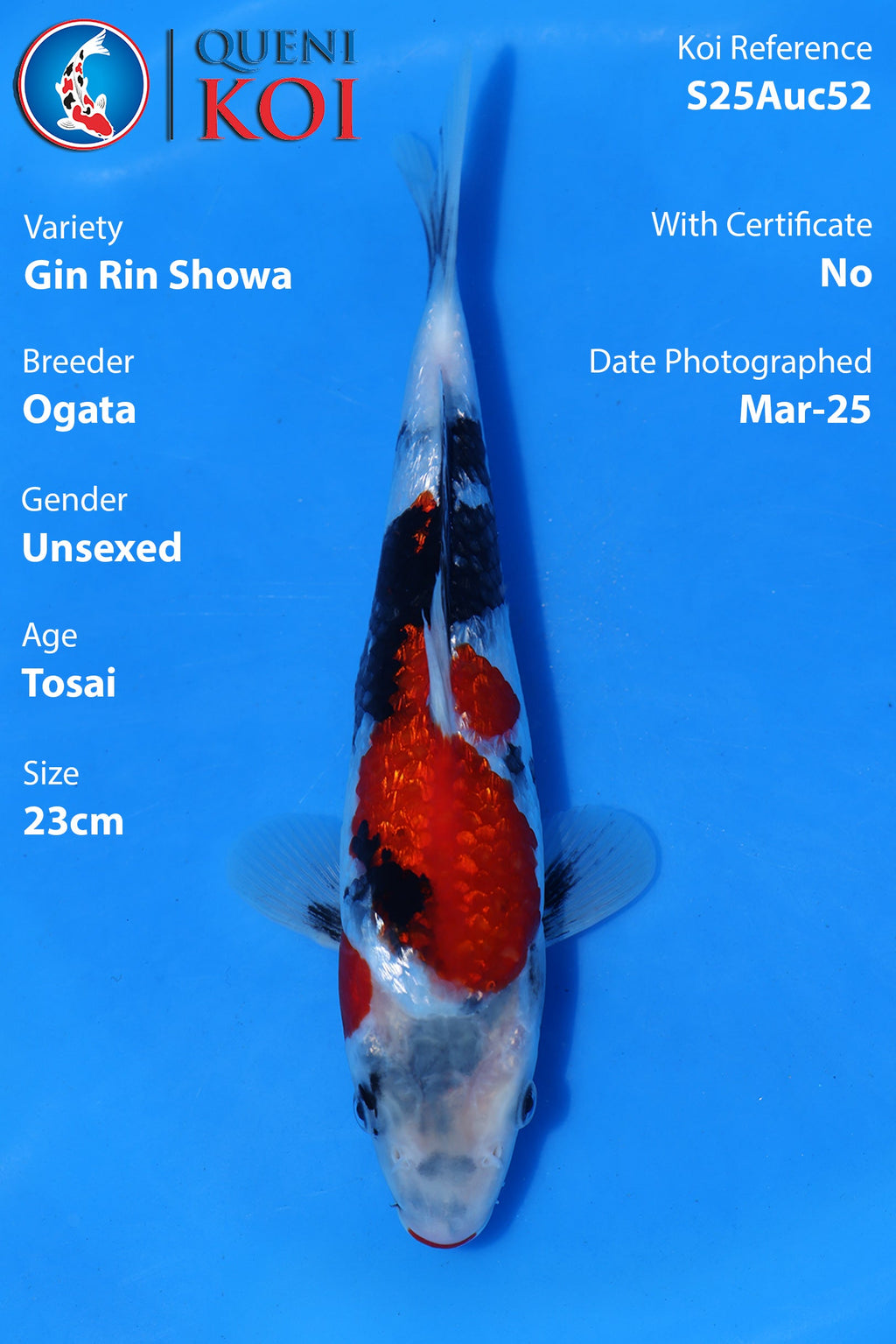 Gin Rin Showa - S25Auc52