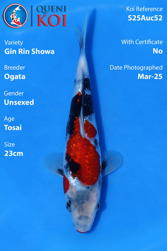 Gin Rin Showa - S25Auc52