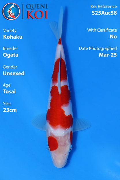 Kohaku - S25Auc58