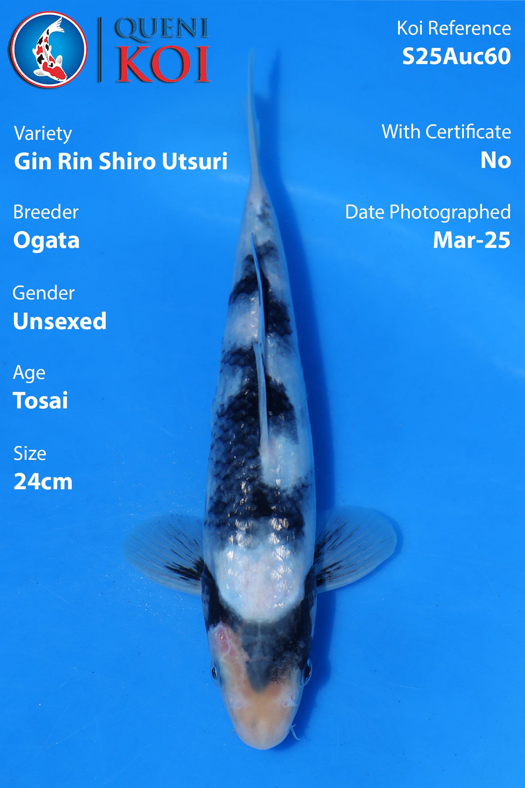 Gin Rin Shiro Utsuri - S25Auc60