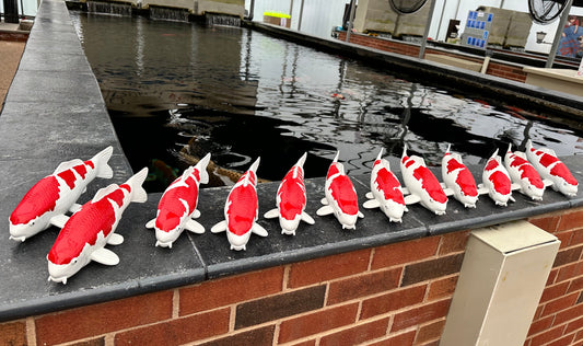 Koi Models 30cm(kohaku only)
