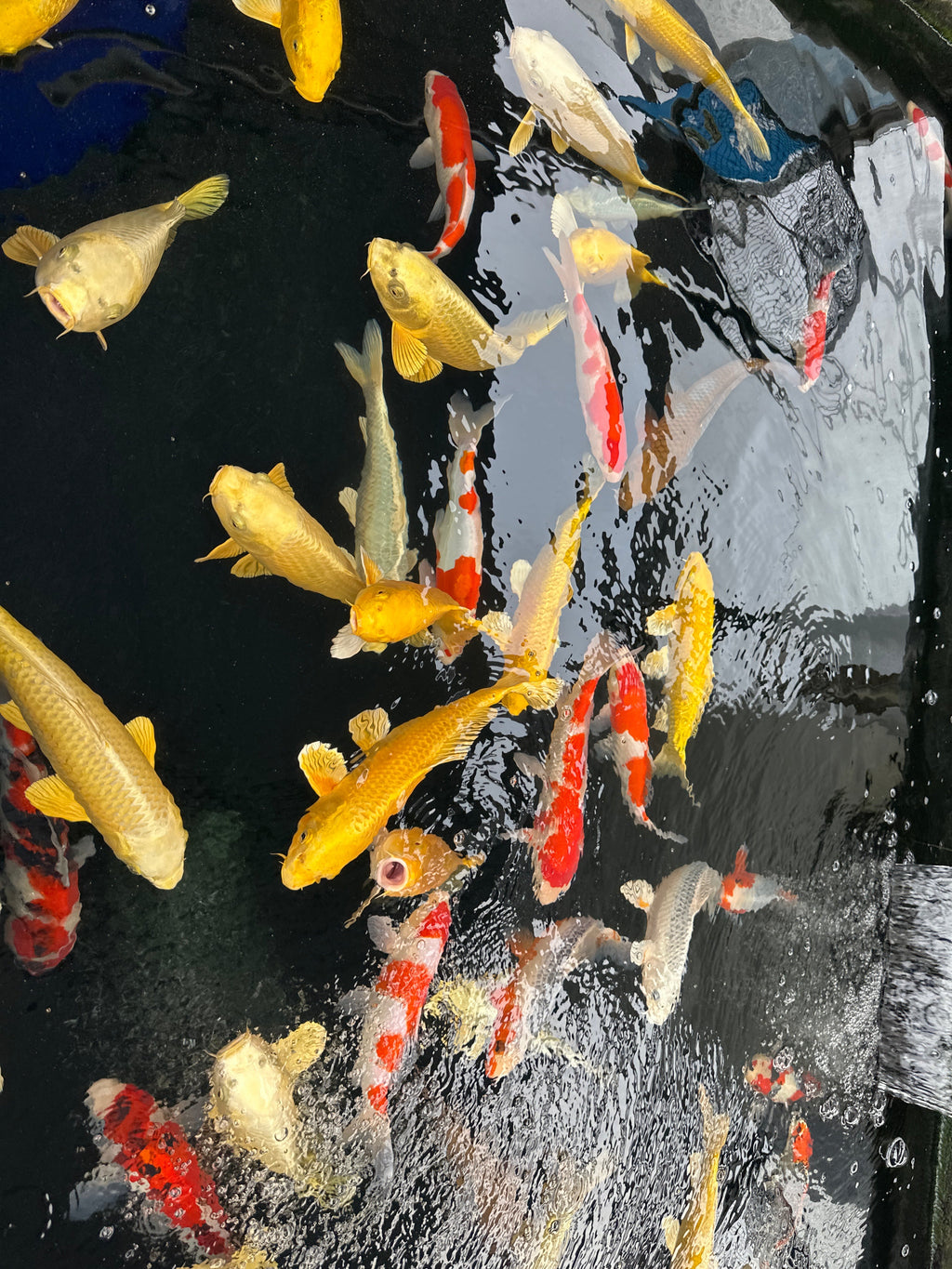 Izumiya Tosai Yamabuki - S25IZY