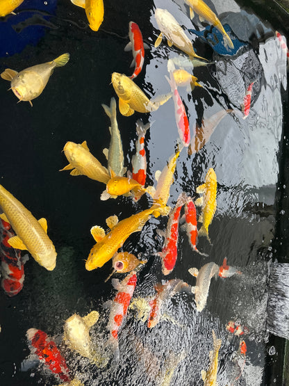 Izumiya Tosai Yamabuki - S25IZY