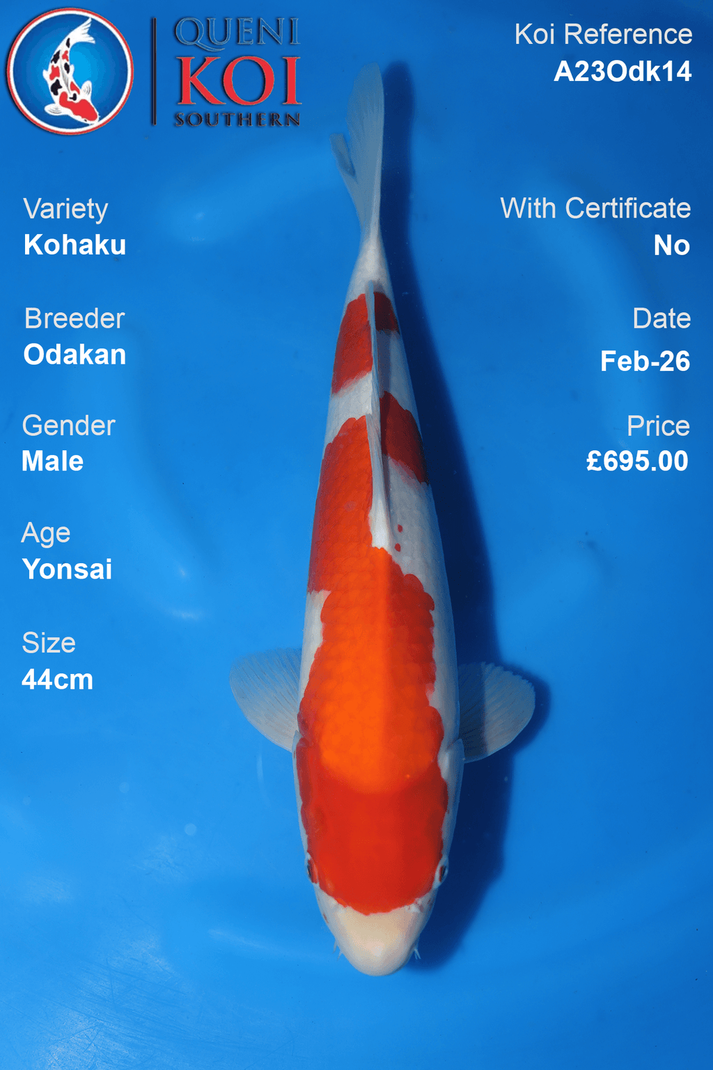 Odakan Kohaku Koi Yonsai 44cm male A23Odk14